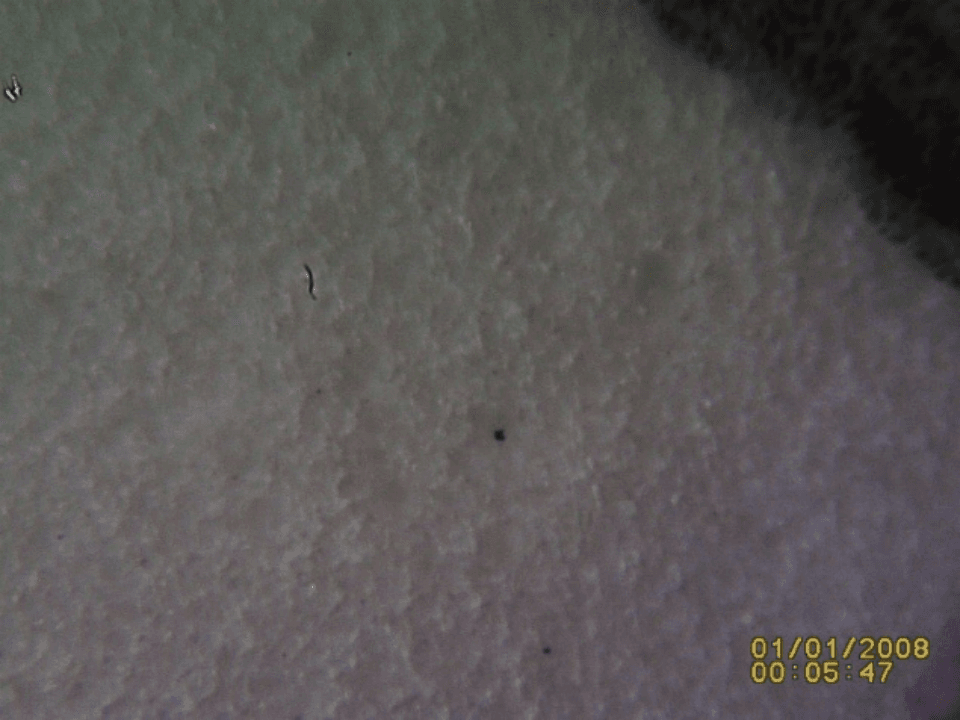 Figure 11_Post Flushing Sample 1